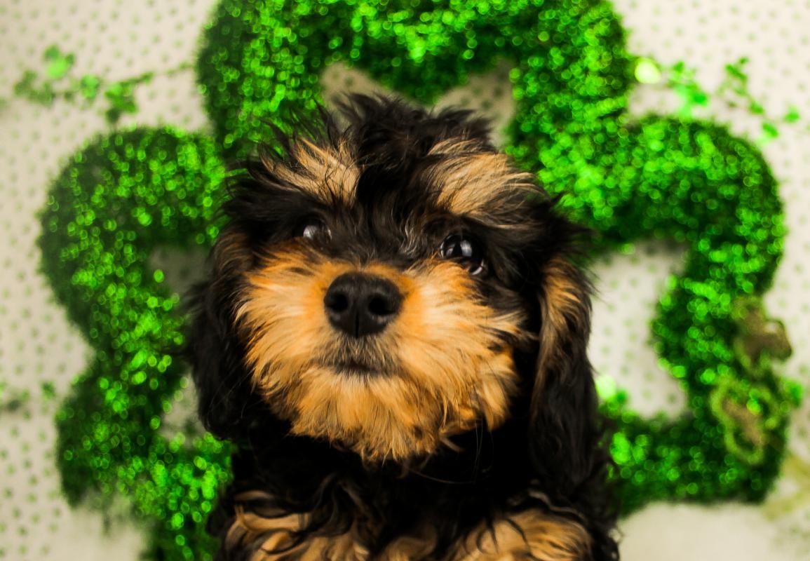 CHI-WEENIE-Female-BLACK TAN WHITE-14253-Frontier Pets