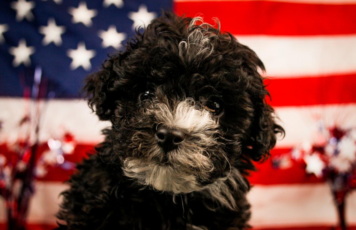 Havapoo-Male-BLACK & WHITE-14306-Frontier Pets