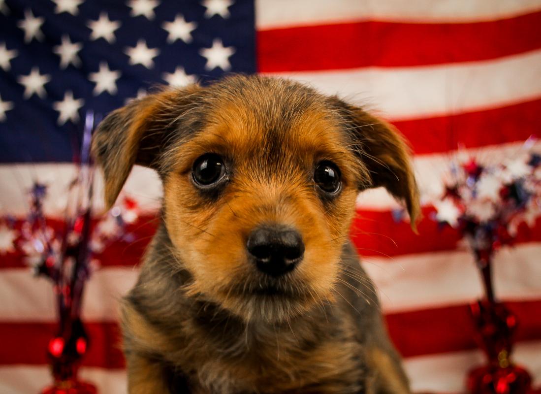 Chorkie-Male-BLUE MERLE-14313-Frontier Pets