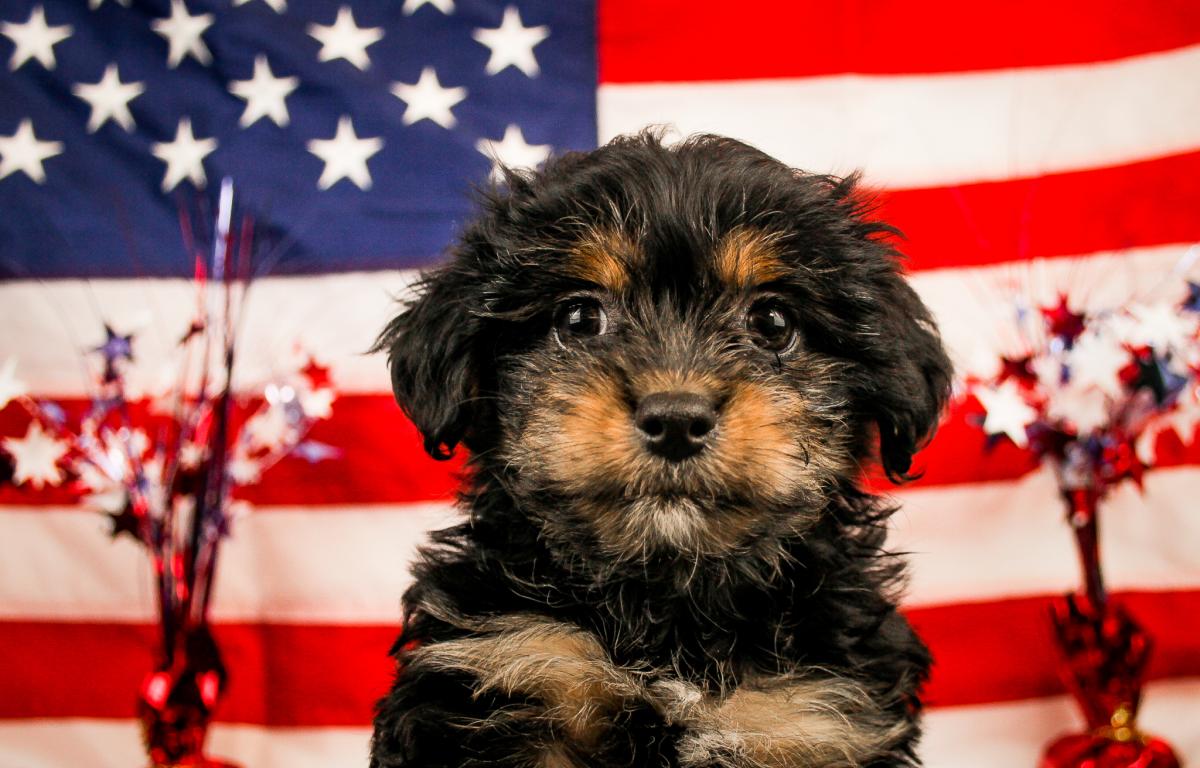 Chorkie-Female-BLACK W/TAN MKGS-14320-Frontier Pets