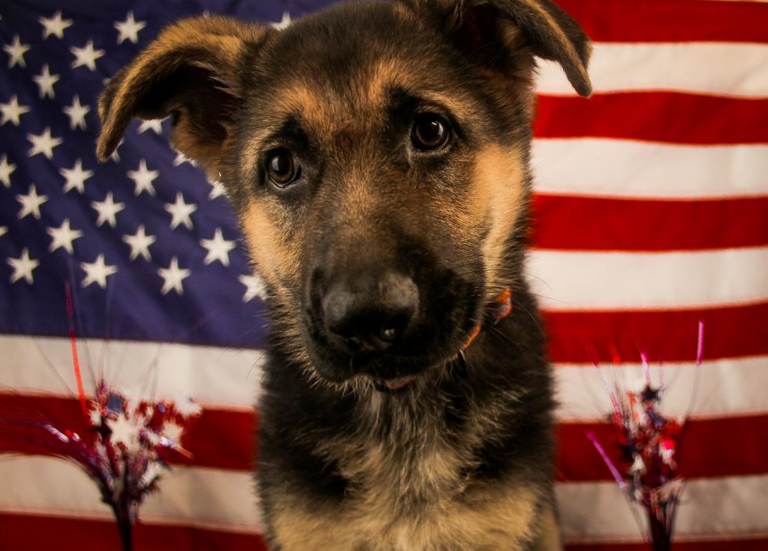 GERMAN SHEPHERD-Female-BLACK & TAN-14330-Frontier Pets