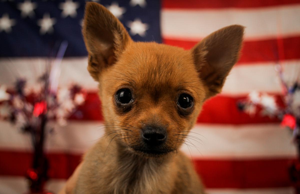 Pom-Chi-Male-FAWN-14323-Frontier Pets