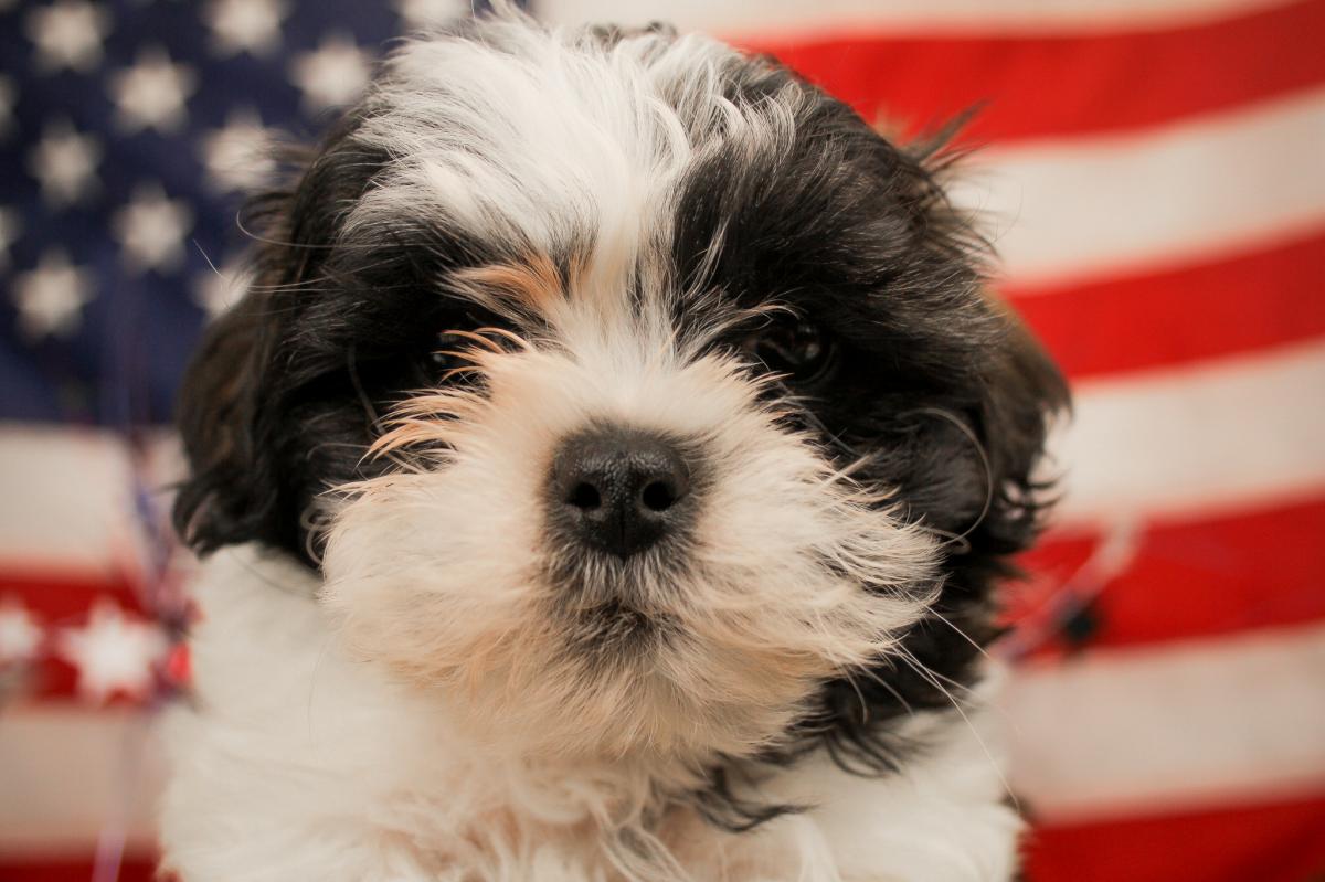 SHIH TZU-Male-PARTI-14428-Frontier Pets