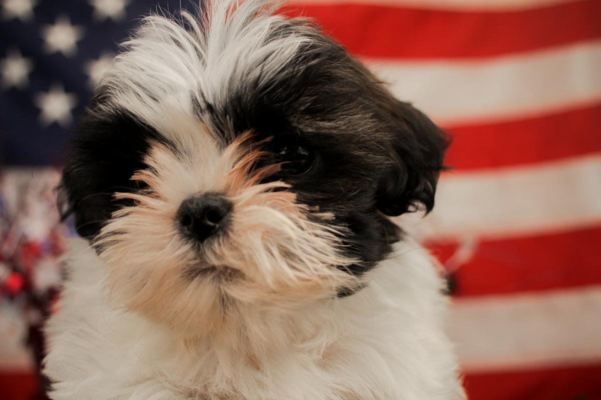 SHIH TZU-Male-PARTI-14429-Frontier Pets