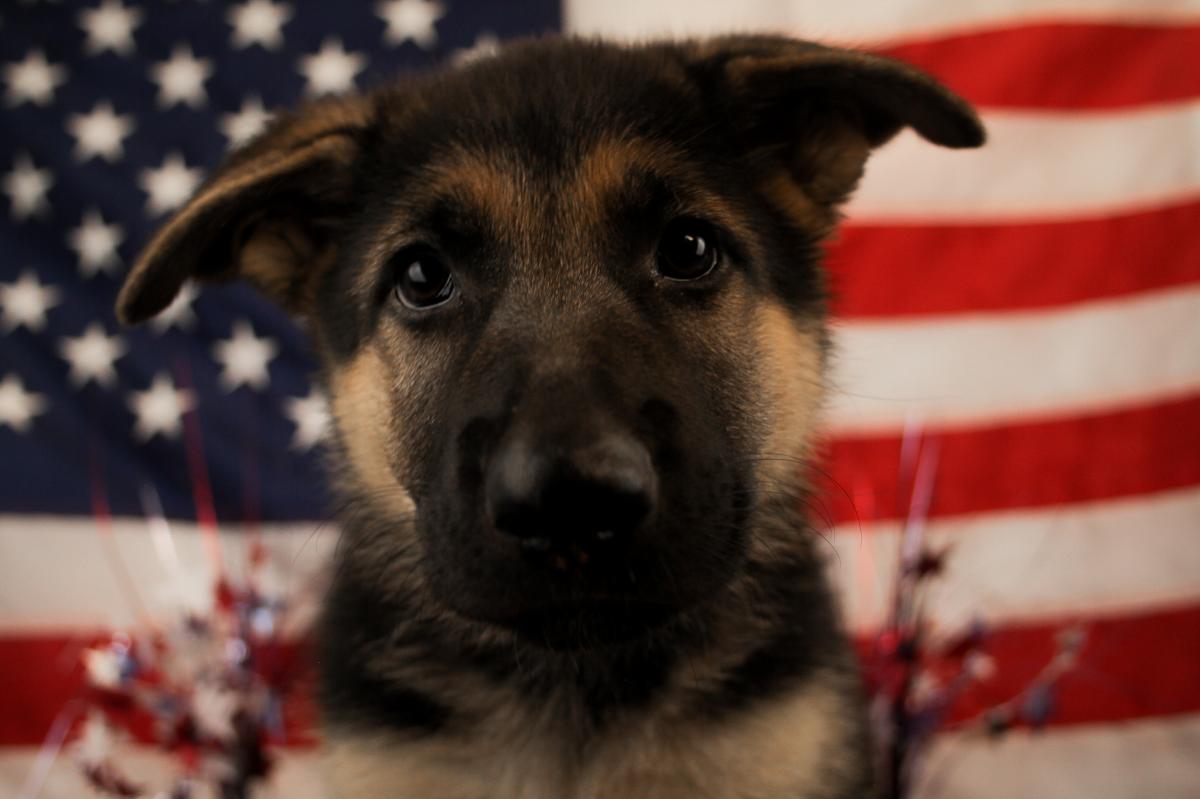 GERMAN SHEPHERD-Female-BLACK & TAN-14454-Frontier Pets