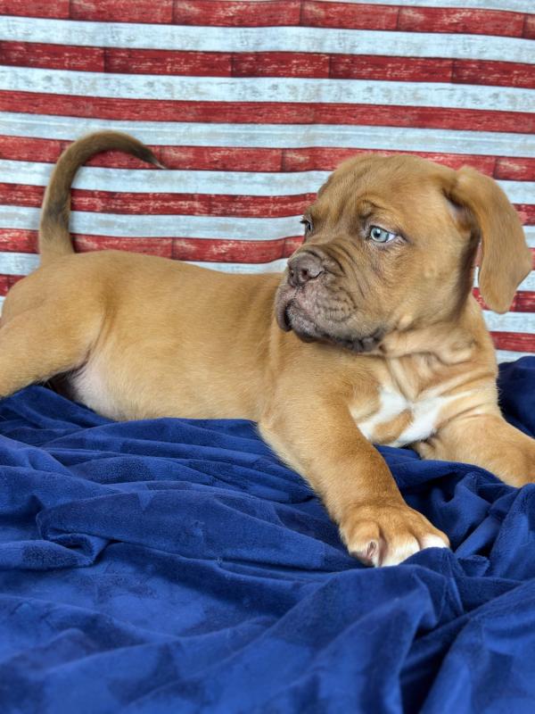 Dogue De Bordeaux-Male-RED-18081-Frontier Pets
