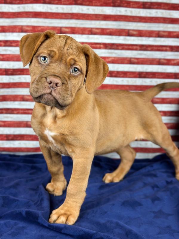 Dogue De Bordeaux-Female-RED-18082-Frontier Pets