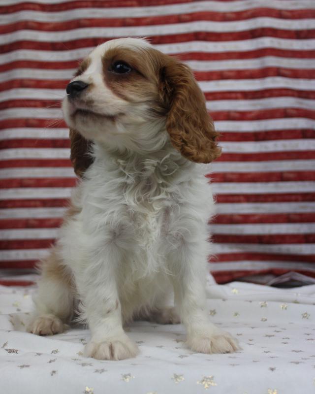 Cavalier King Charles Spaniel-Male-BLENHEIM-18192-Frontier Pets