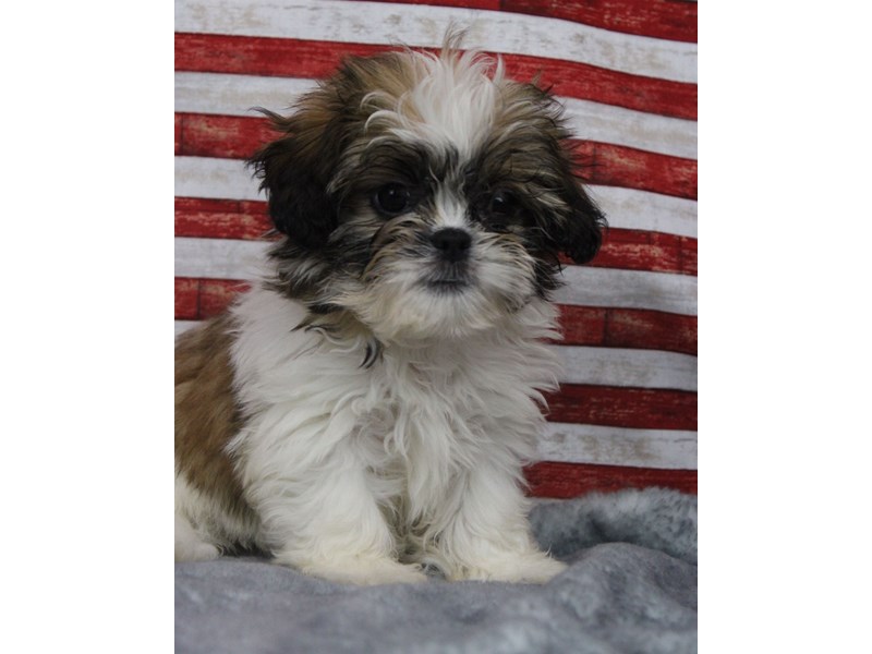Lhasa Apso-Female-chocolate & White-5060927-Frontier Pets