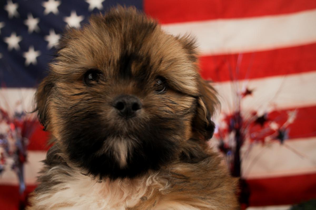LHASA APSO-Male-PARTI-14471-Frontier Pets