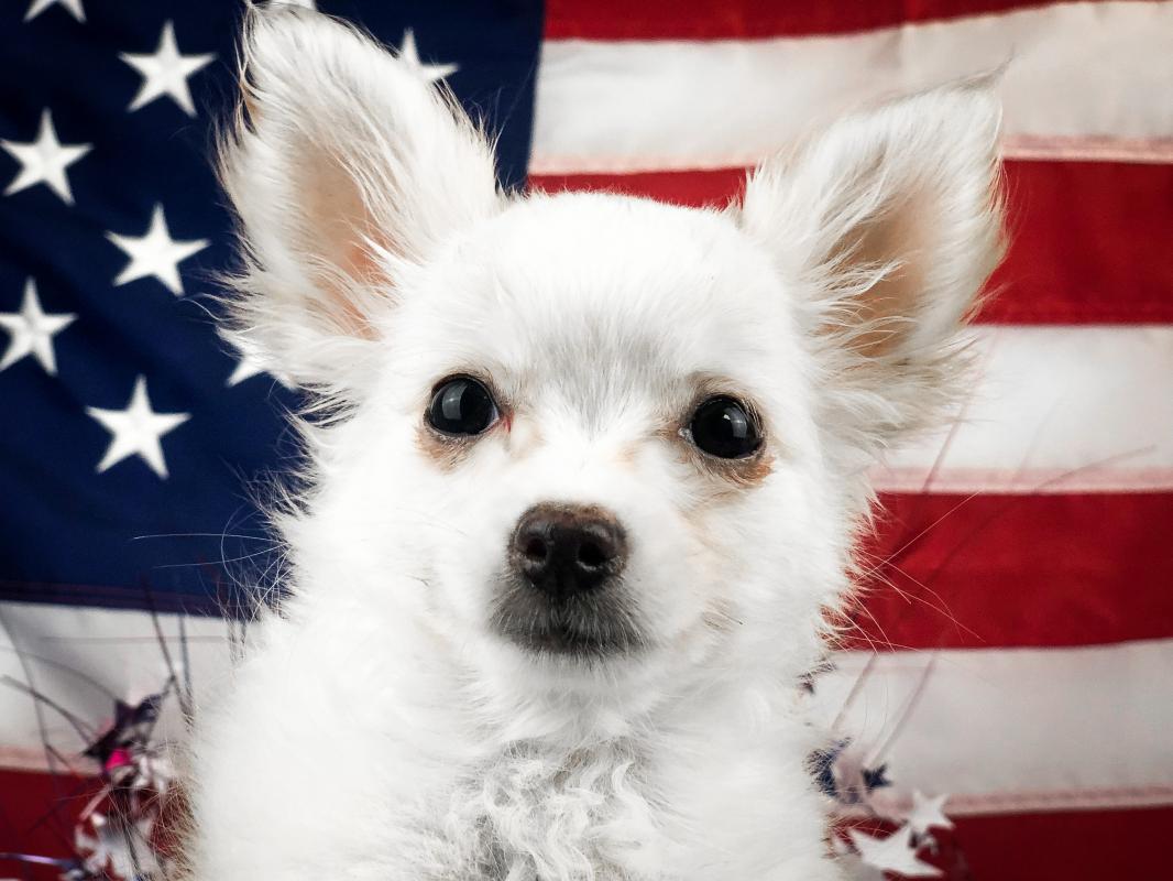 CHIHUAHUA-Male-WHITE TAN MKGS-14528-Frontier Pets