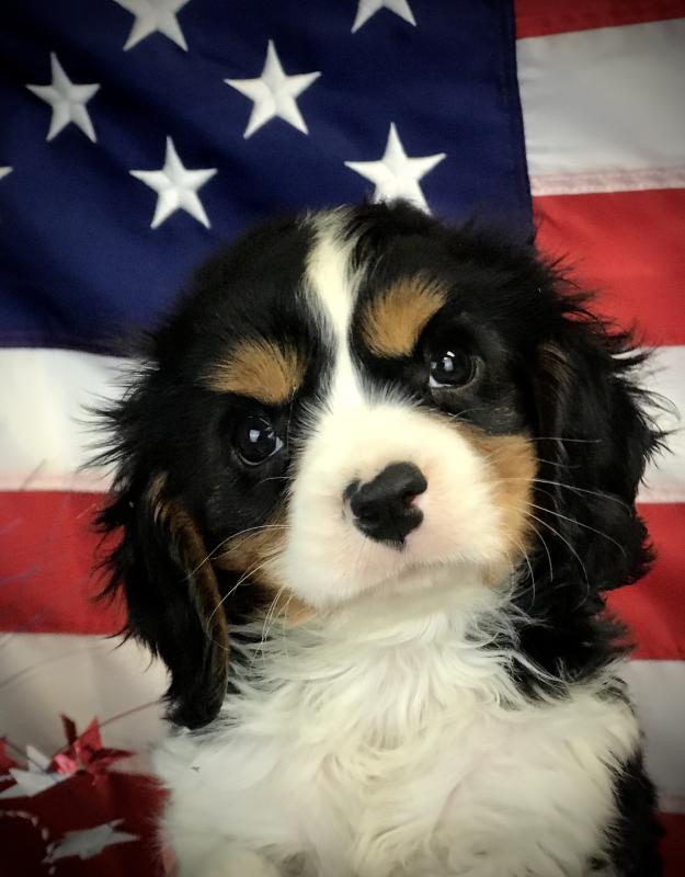 CAVALIER KING CHARLES SPANIEL-Male-BLENHEIM & WHITE-14562-Frontier Pets