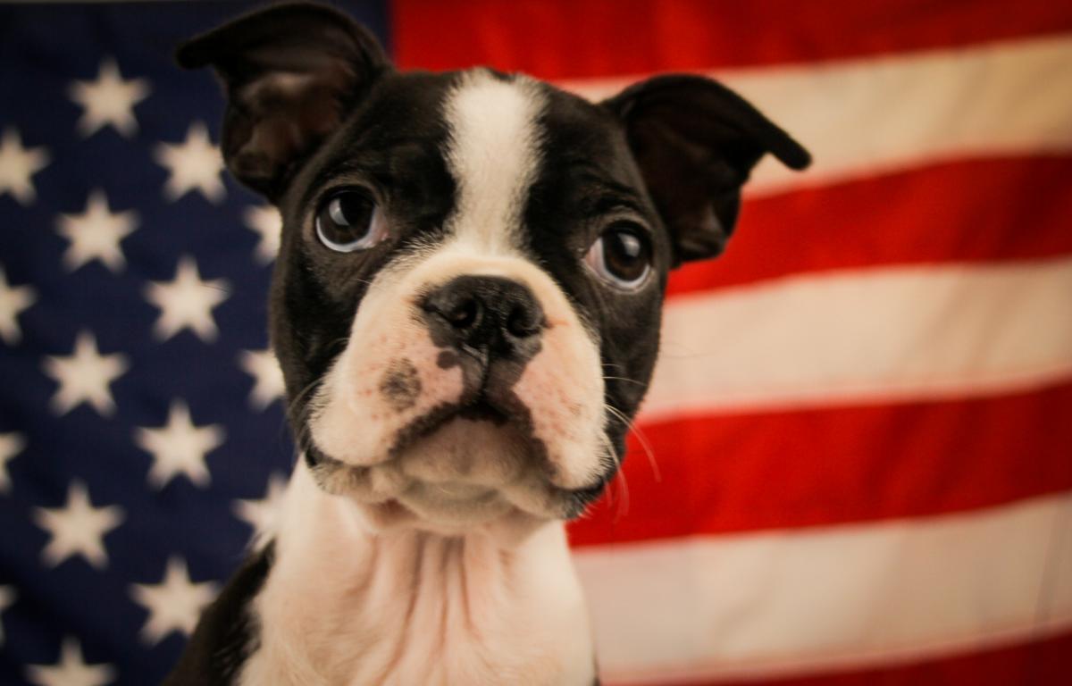 BOSTON TERRIER-Female-BLACK & WHITE-14569-Frontier Pets