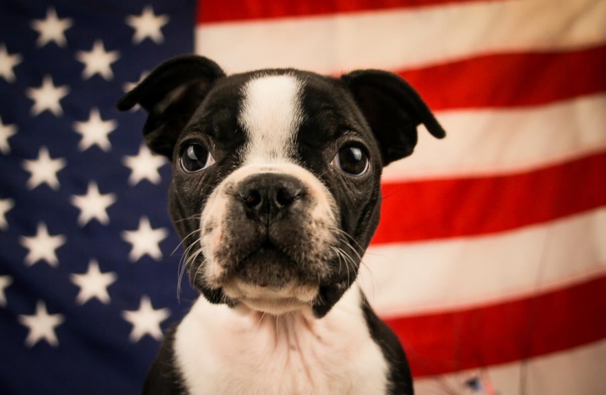 BOSTON TERRIER-Female-BLACK & WHITE-14570-Frontier Pets