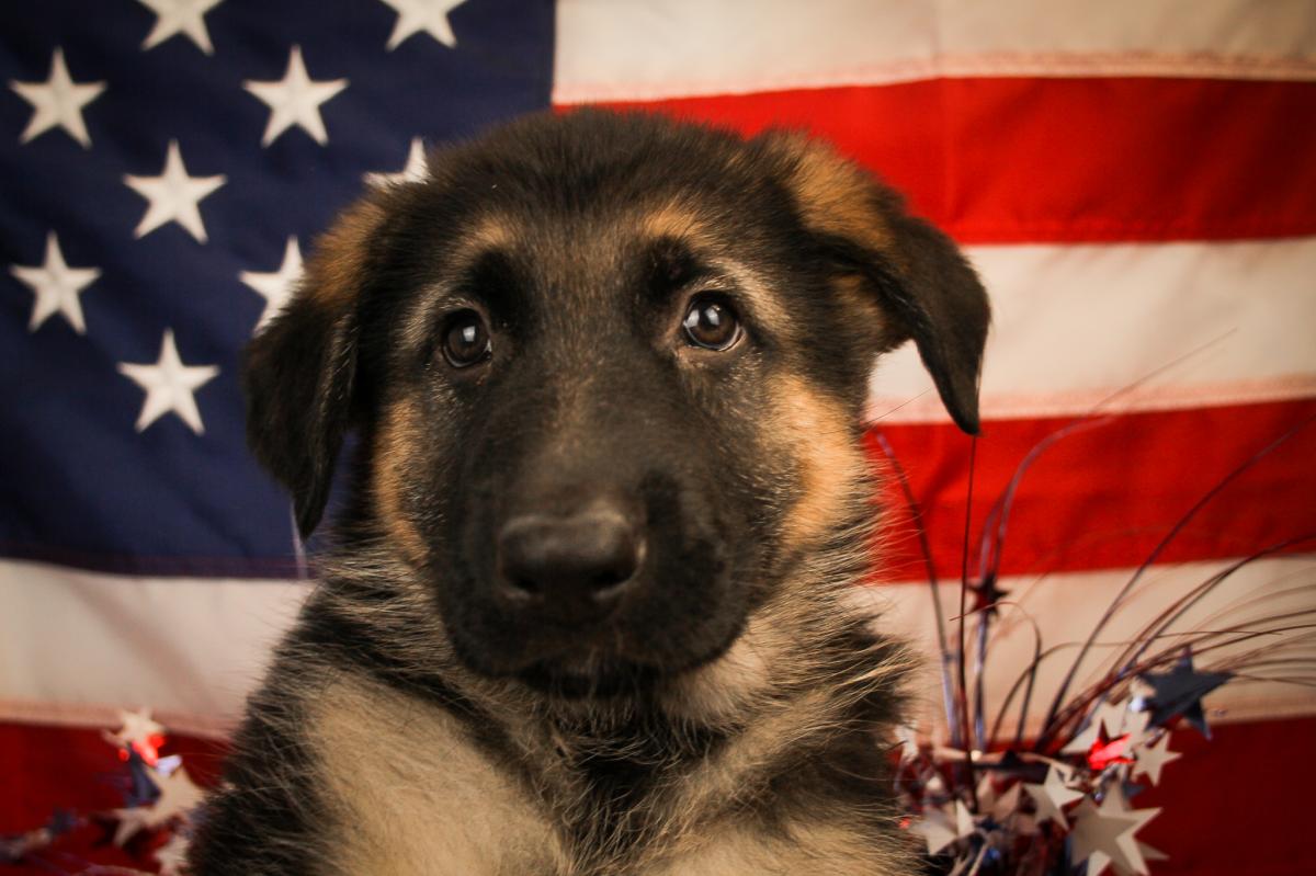 GERMAN SHEPHERD-Male-BLACK & TAN-14606-Frontier Pets
