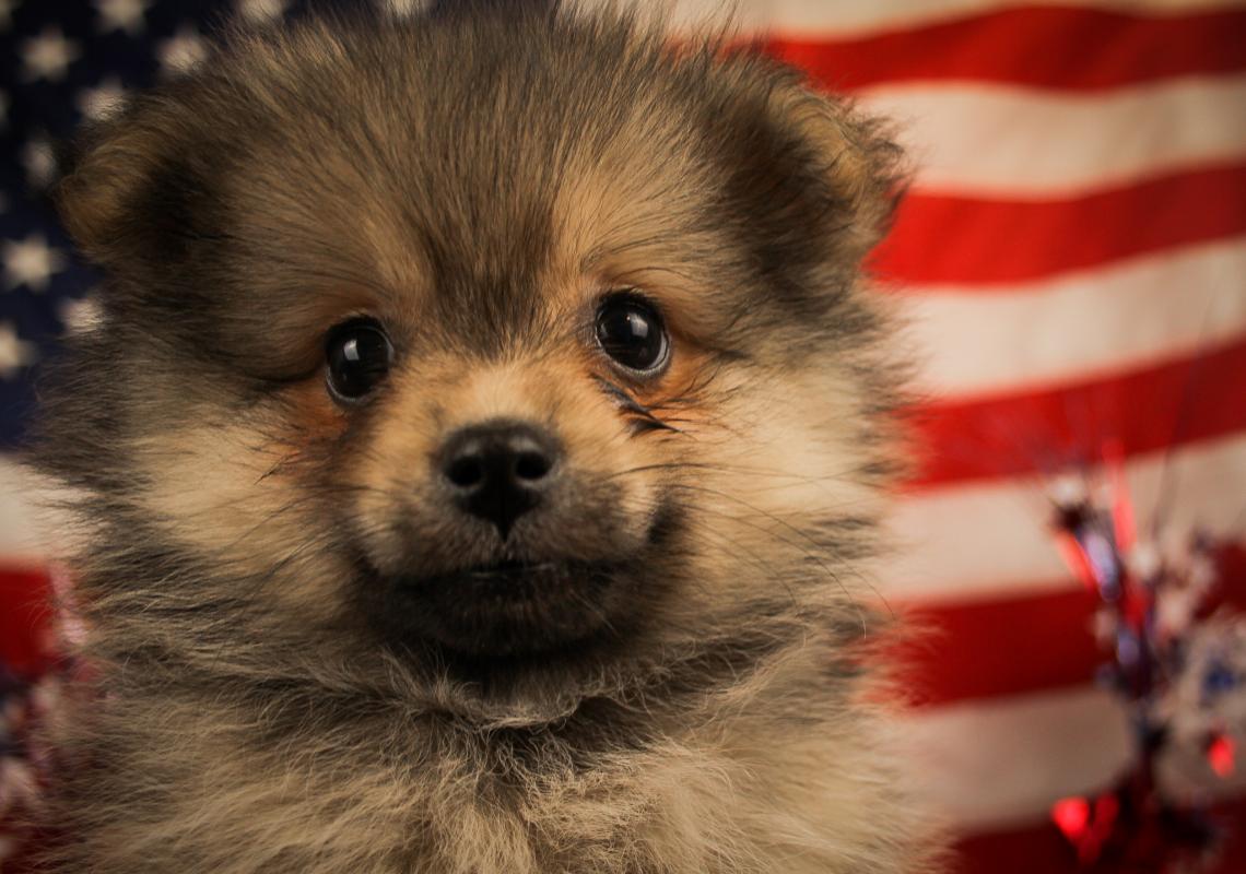 POMERANIAN-Male-SABLE-14620-Frontier Pets