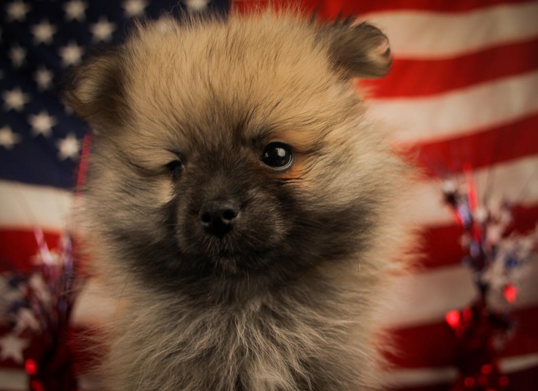 POMERANIAN-Male-SABLE-14621-Frontier Pets