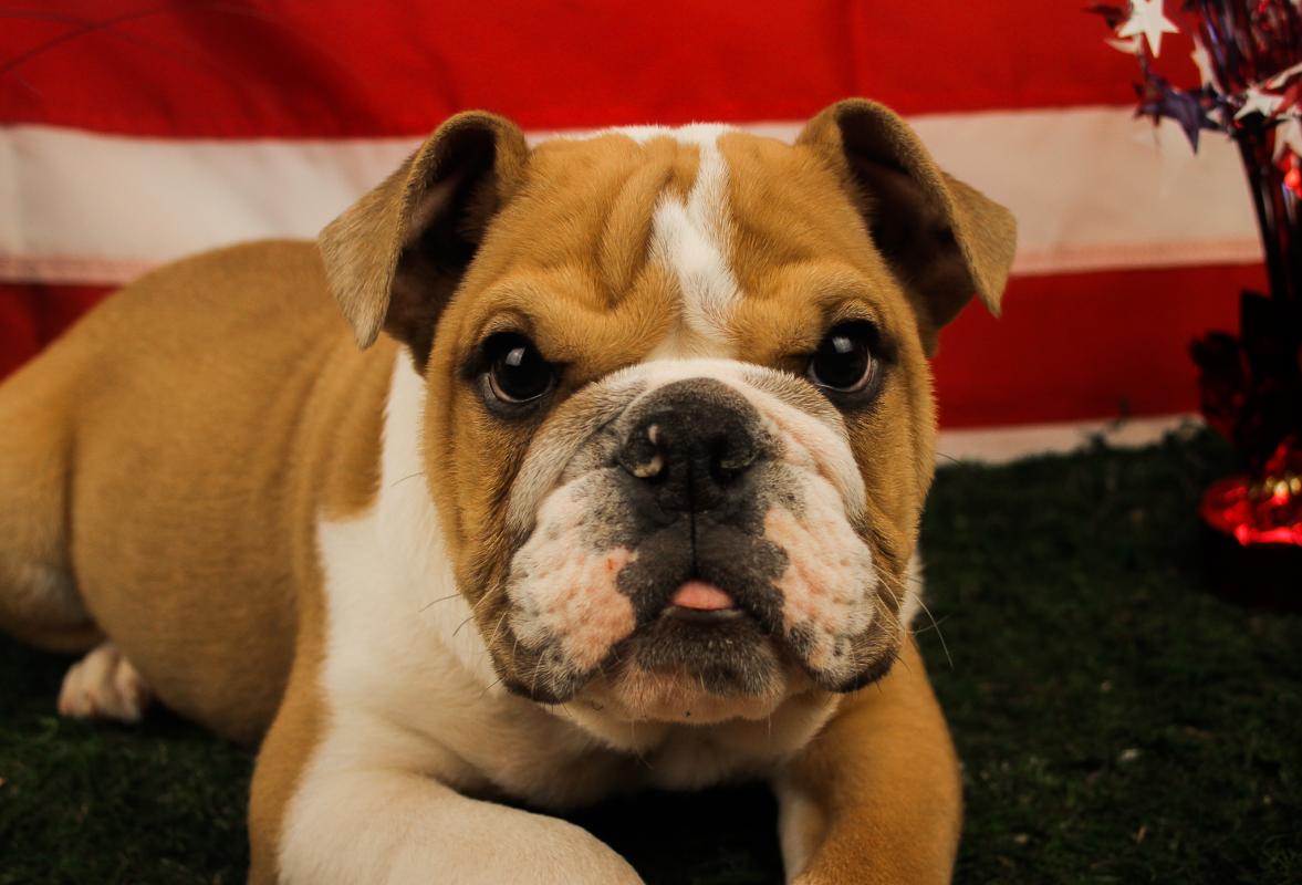 english bulldog floaties