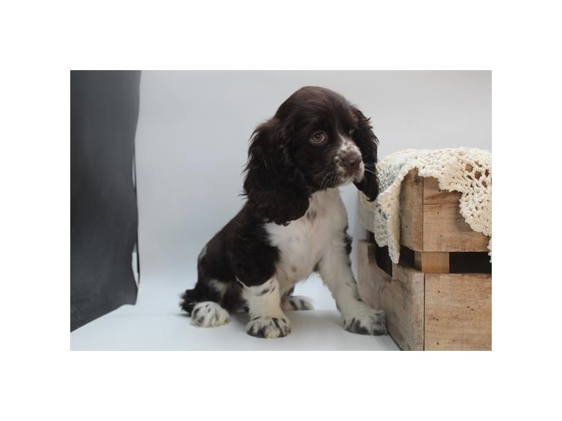 Cocker Spaniel-Female-Chocolate / White-5060967-Frontier Pets