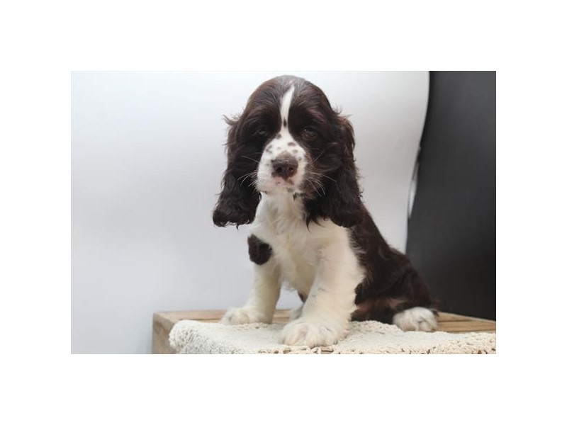 Cocker Spaniel-Female-Chocolate / White-5060968-Frontier Pets