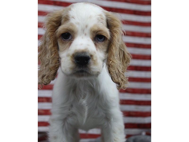 Cocker Spaniel-Female-Buff & White-5059259-Frontier Pets