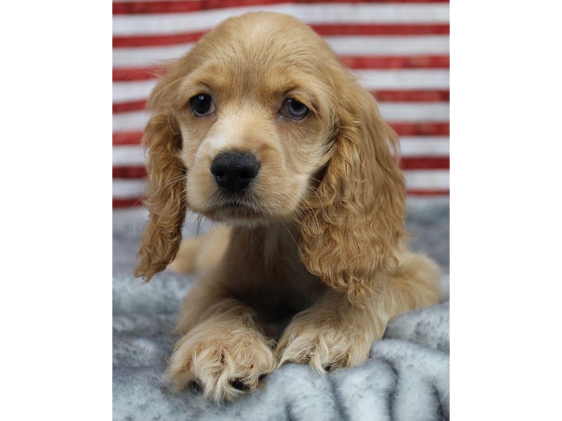 Cocker Spaniel-Female-buff-5060928-Frontier Pets