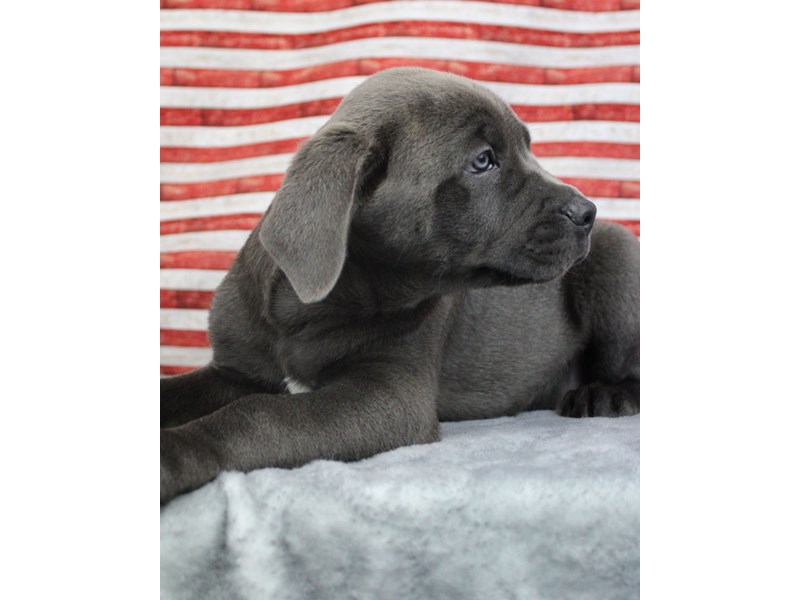 Cane Corso-Male-Blue-5061232-Frontier Pets