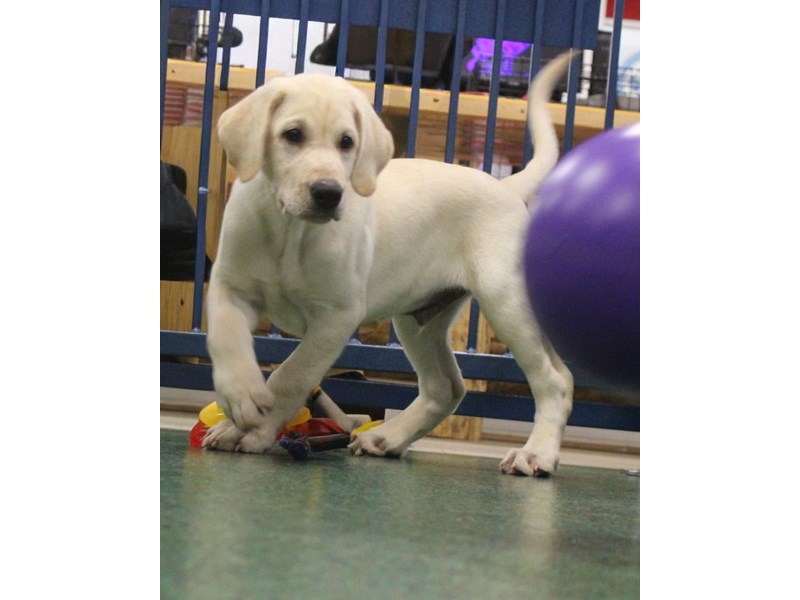 Labrador Retriever-Male-Yellow-5061231-Frontier Pets