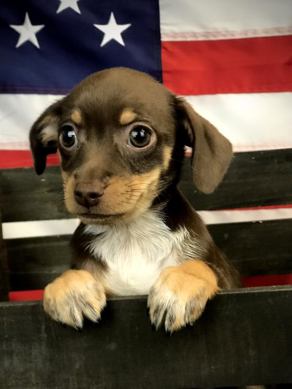 Chiweenie-Male-CHOC & TAN-14549-Frontier Pets