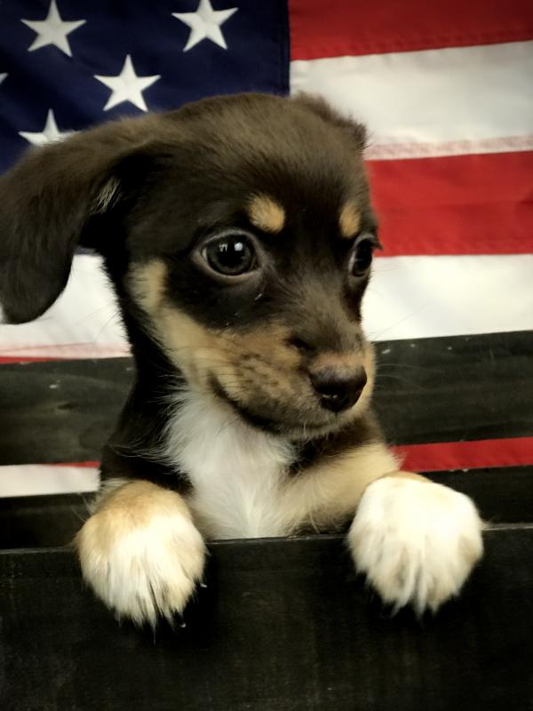 Chiweenie-Female-CHOC & TAN-14550-Frontier Pets