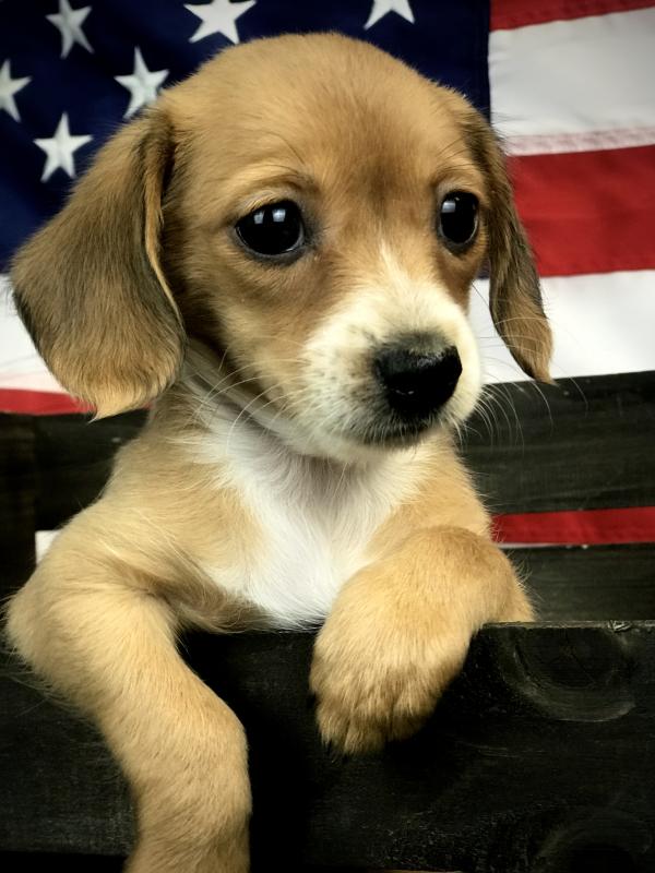 Chiweenie-Female-TAN/WHITE-14551-Frontier Pets