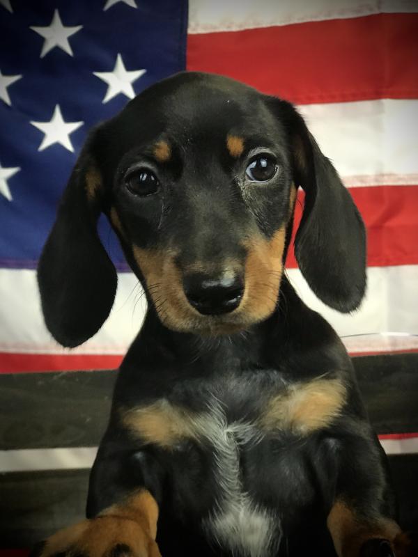 DACHSHUND-Female-BLACK & TAN-14559-Frontier Pets