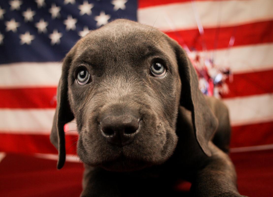 Cane Corso-Male-Blue Brindle-14593-Frontier Pets