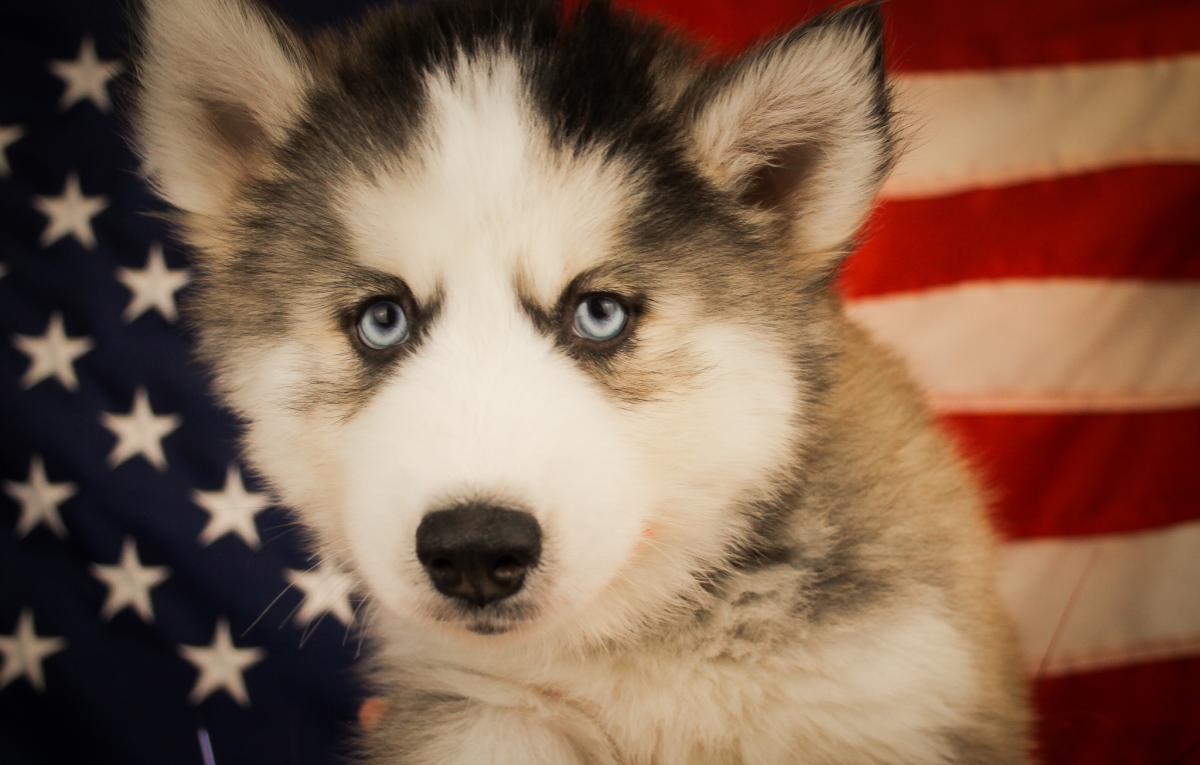 SIBERIAN HUSKY-Male-GRAY & WHITE-14613-Frontier Pets