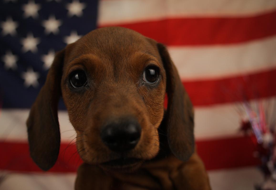 DACHSHUND-Male-RED-14642-Frontier Pets