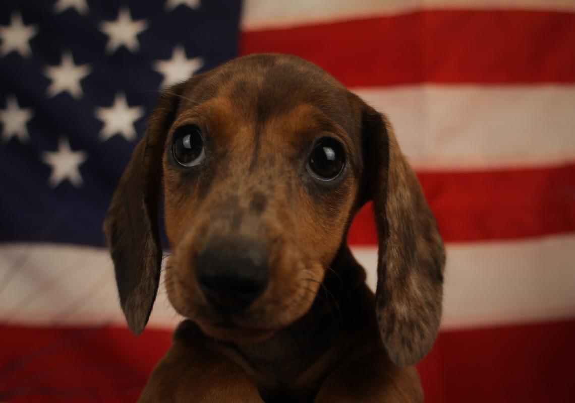 DACHSHUND-Female-RED DAPPLE-14643-Frontier Pets