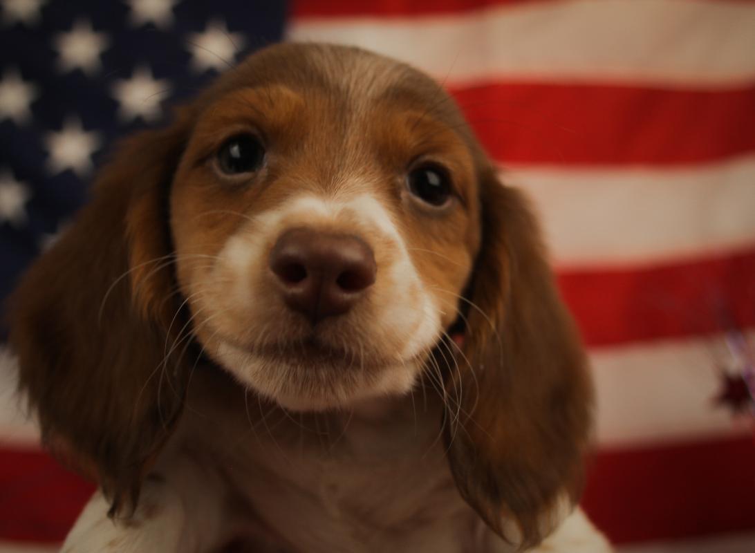 DACHSHUND-Male-CHOC PIED-14646-Frontier Pets