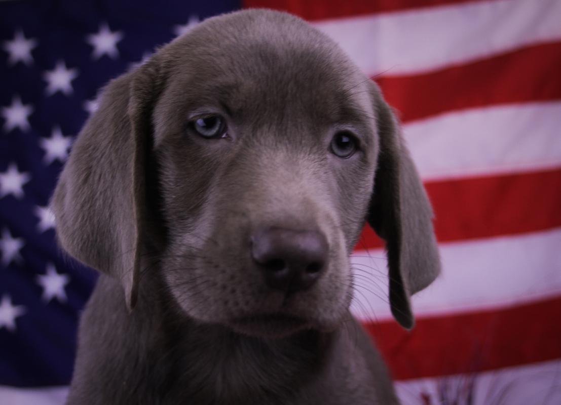 LABRADOR RETRIEVER-Male-SILVER-14660-Frontier Pets