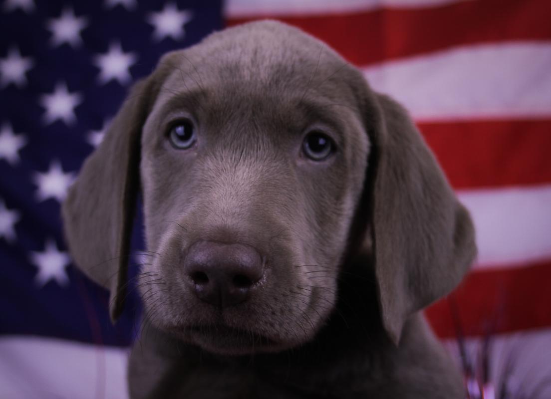 LABRADOR RETRIEVER-Female-SILVER-14662-Frontier Pets