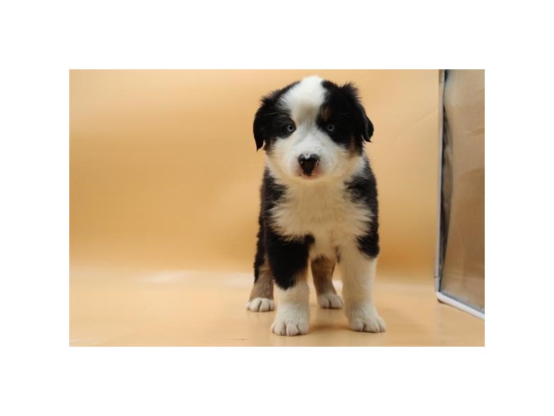 15 Smart Questions to Ask Before You Get a Puppy