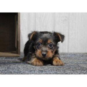 Silky Terrier - 303