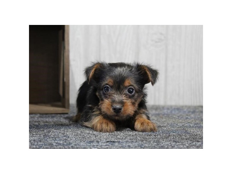 Silky Terrier - 303