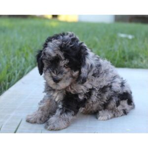 Miniature Poodle - 304
