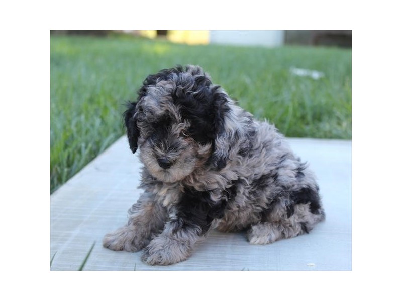 Miniature Poodle - 304