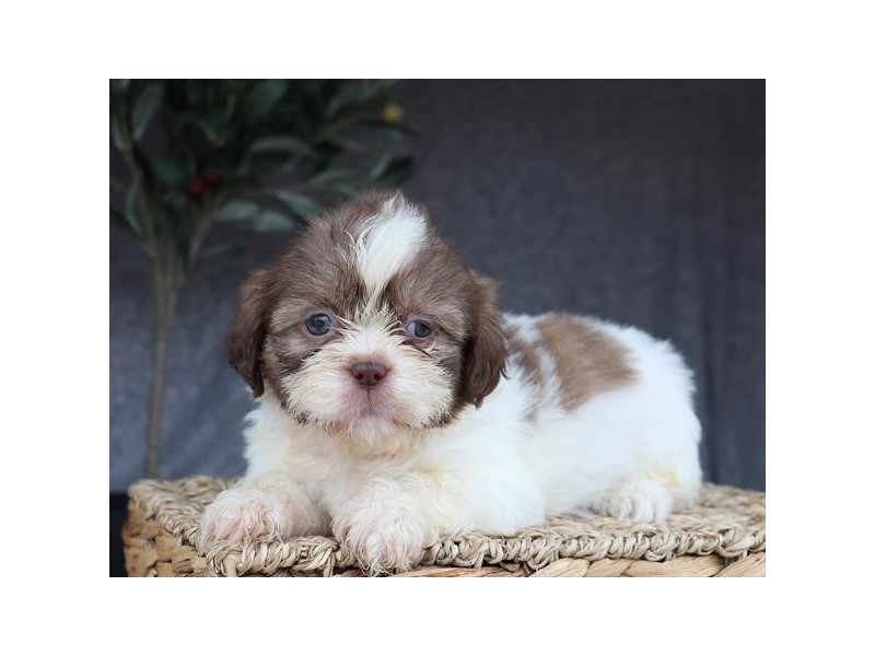 Shih Tzu - 332
