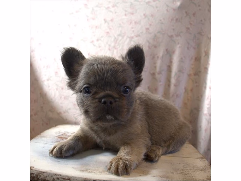 French Bulldog - 347