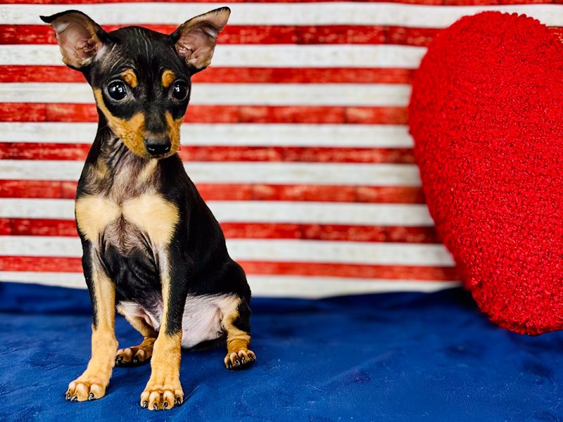 Miniature Pinscher - 364