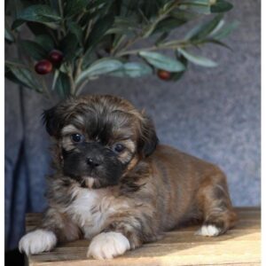 Shih Tzu - 378