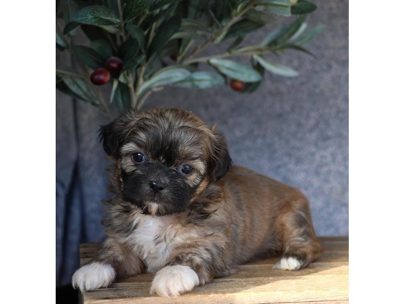 Shih Tzu - 378