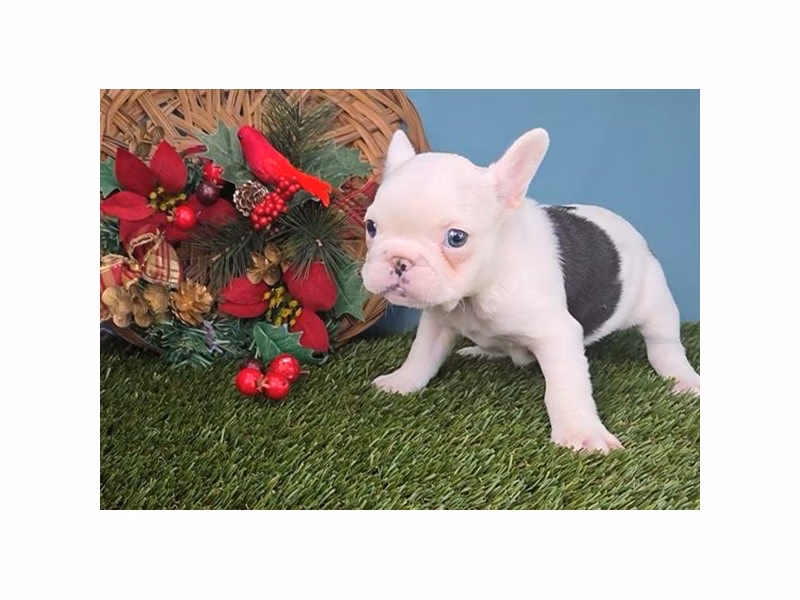 French Bulldog - 380